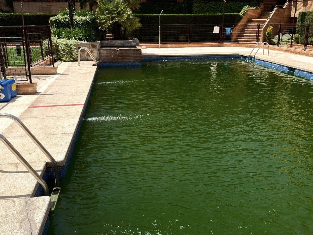 The same pool with green, algae-filled water, before Piscinas D'Martinez's work